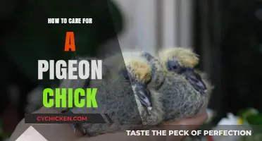 Caring for Pigeon Chicks: Essential Tips for Healthy Growth