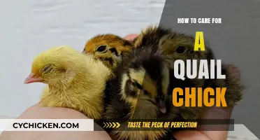 Essential Tips for Raising Healthy and Happy Quail Chicks