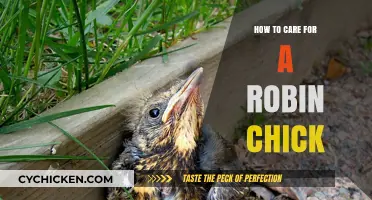Caring for Robin Chicks: Essential Tips for Their Survival and Growth