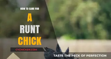 Nurturing the Runt: Essential Care Tips for Tiny Chicks