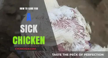 Nursing Your Flock: Essential Tips for Caring for a Sick Chicken