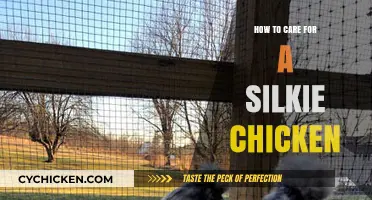 Caring for Silkie Chickens: Essential Tips for Happy, Healthy Birds