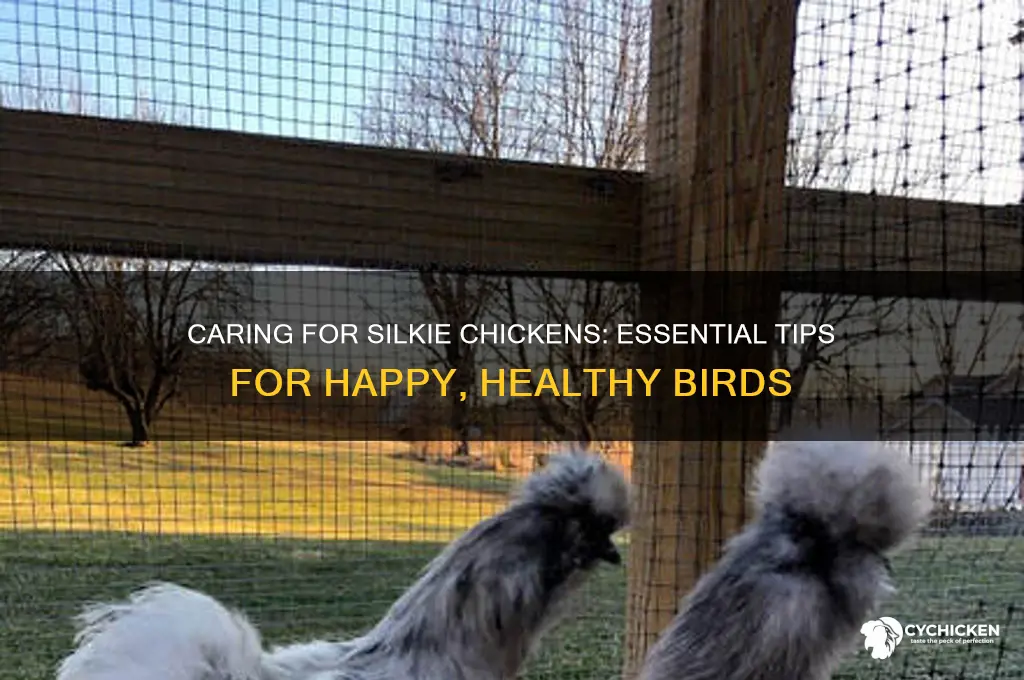how to care for a silkie chicken