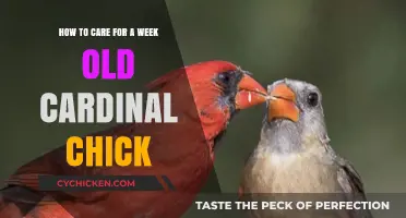 Guide to Nurturing a Week-Old Cardinal Chick