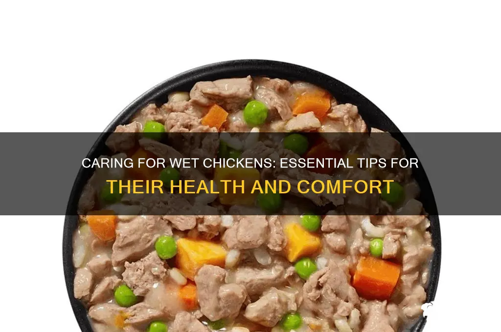 how to care for a wet chicken
