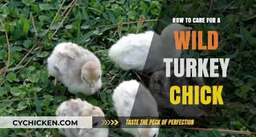 Guide to Raising Wild Turkey Chicks