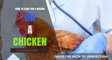 Caring for Your Wounded Chicken: A Quick Guide