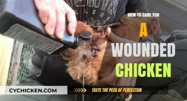 Healing Your Hen: Essential Tips for Caring for Wounded Chickens