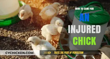 Nurturing Fragile Wings: Essential Tips for Caring for Injured Chicks