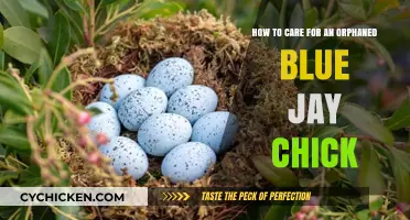 Rescuing Orphaned Blue Jays: A Step-by-Step Guide