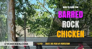 Caring for Barred Rock Chickens: Essential Tips for Healthy Birds