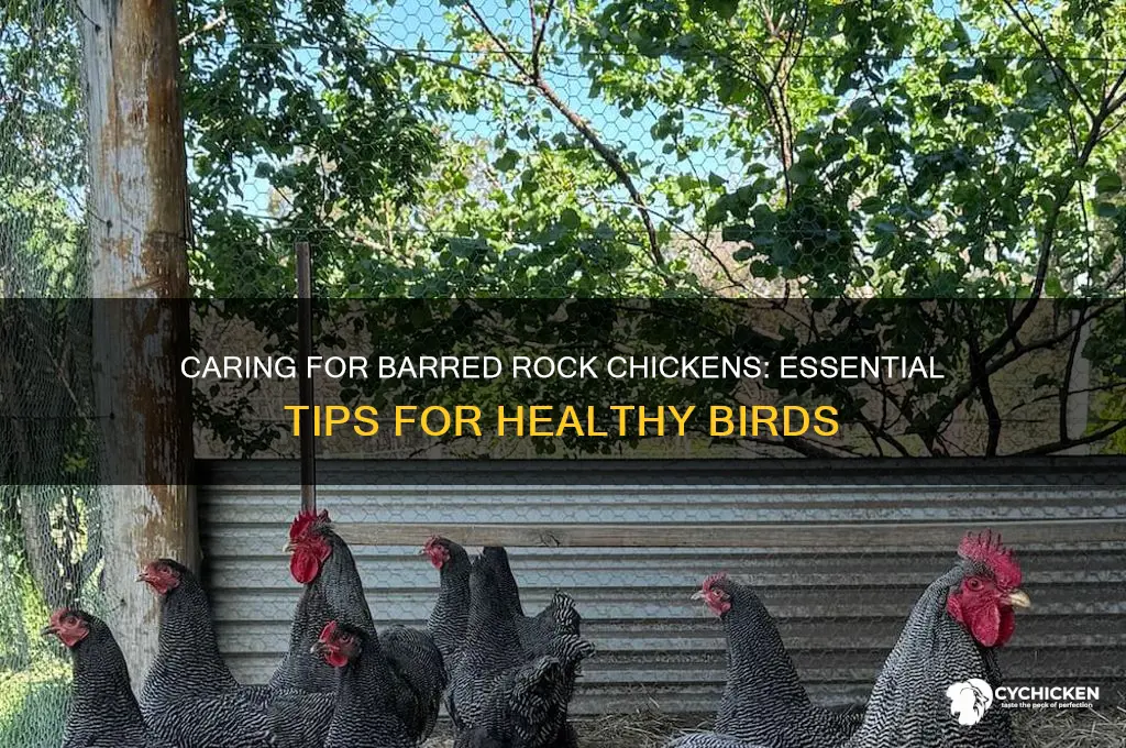 how to care for barred rock chicken