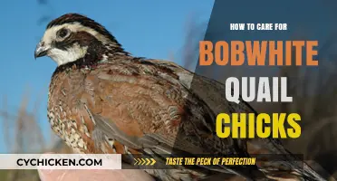 Caring for Bobwhite Quail Chicks: Essential Tips for Healthy Growth