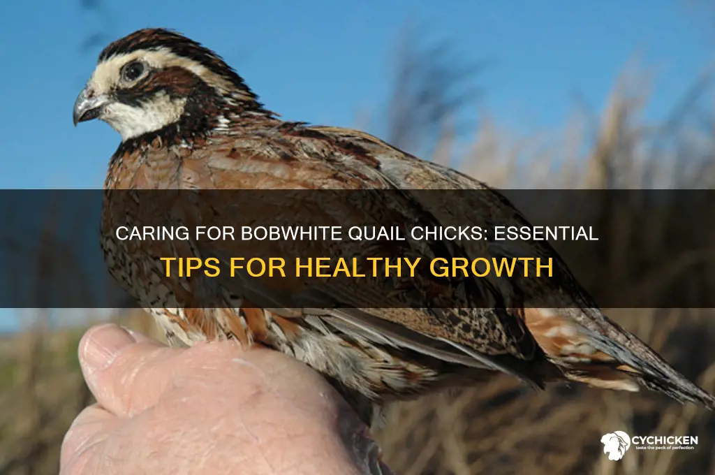 how to care for bobwhite quail chicks