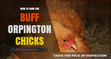 Caring for Buff Orpington Chicks: Essential Tips for Healthy Growth