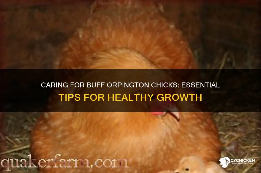 how to care for buff orpington chicks