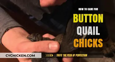 Caring for Button Quail Chicks: Essential Tips for Healthy Growth