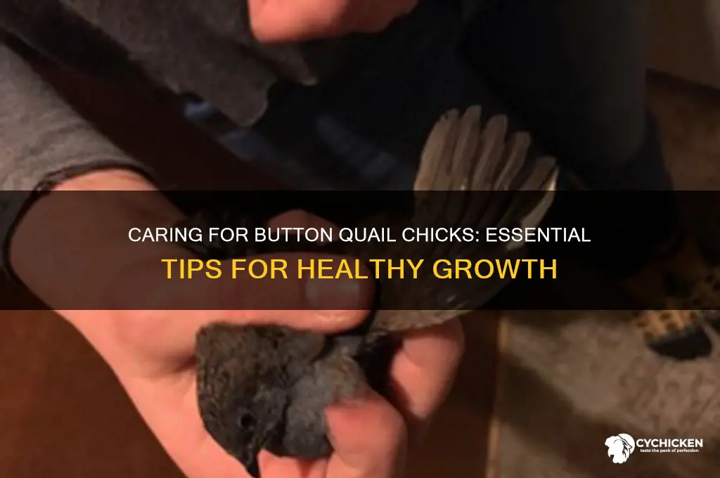 how to care for button quail chicks