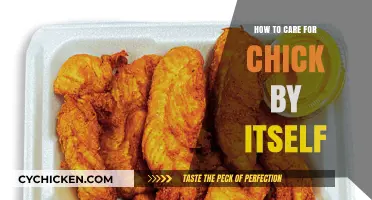 Solo Chick Care: Essential Tips for Raising a Chick Alone