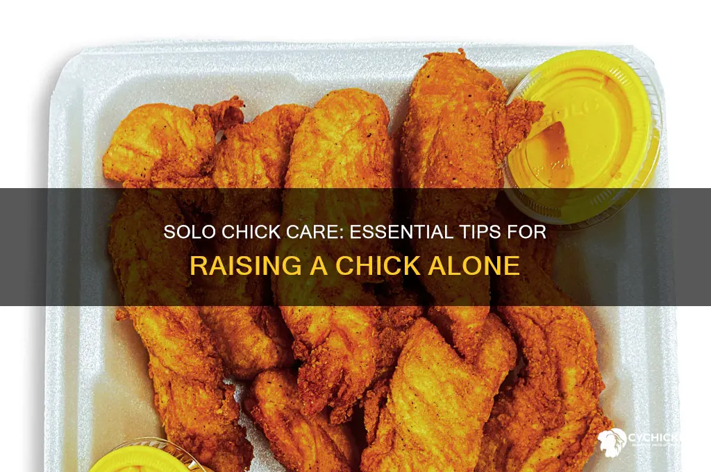 how to care for chick by itself