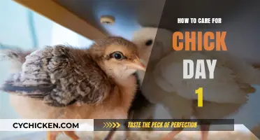 Essential Tips for Caring for Baby Chicks on Their First Day
