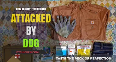 First Aid for Chicken: Dog Attack