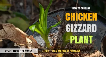 Caring for Chicken Gizzard Plants: Essential Tips for Healthy Growth