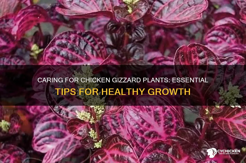how to care for chicken gizzard plant