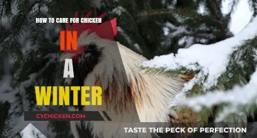 Winter Chicken Care: Keep Your Flock Warm and Cozy
