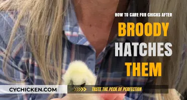 Caring for Chicks: Post-Hatching Guide for New Owners