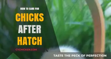 Caring for Chicks Post-Hatch: Essential Tips for Healthy Growth