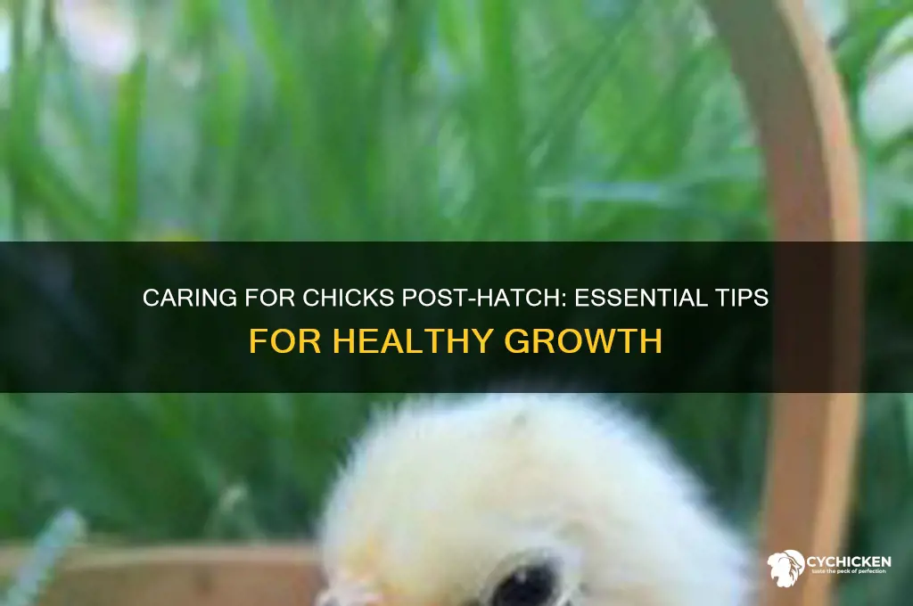 how to care for chicks after hatch