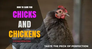 Caring for Chicks and Chickens: Essential Tips for Happy, Healthy Birds