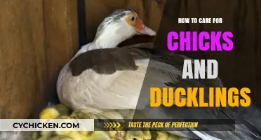 Caring for Chicks and Ducklings: Essential Tips for Healthy Growth