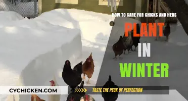 Caring for Chicks and Hens in Winter