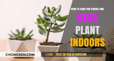 Caring for Chicks and Hens: An Indoor Guide