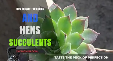 Caring for Chicks and Hens: Succulent Style