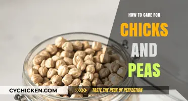 Nurturing Chicks and Peas: Essential Tips for Healthy Growth and Care