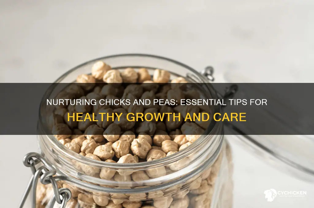 how to care for chicks and peas