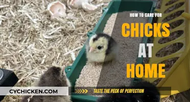 Caring for Chicks at Home: Essential Tips for Happy, Healthy Birds