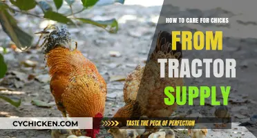 Caring for Chicks: A Guide to Your Tractor Supply Birds
