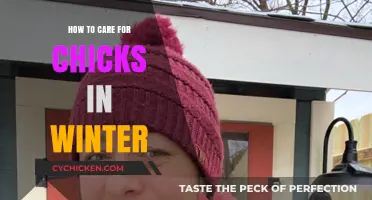 Winter Chick Care: Essential Tips for Healthy, Happy Chicks
