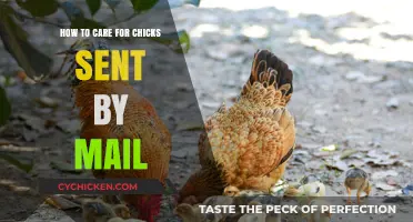 Caring for Your Mail-Order Chicks: A Step-by-Step Guide