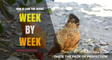 Caring for Chicks: A Week-by-Week Guide