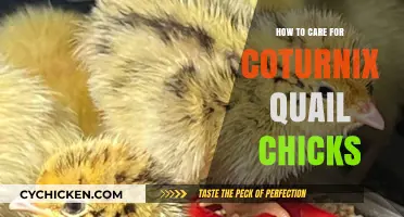 Essential Tips for Raising Healthy Coturnix Quail Chicks Successfully