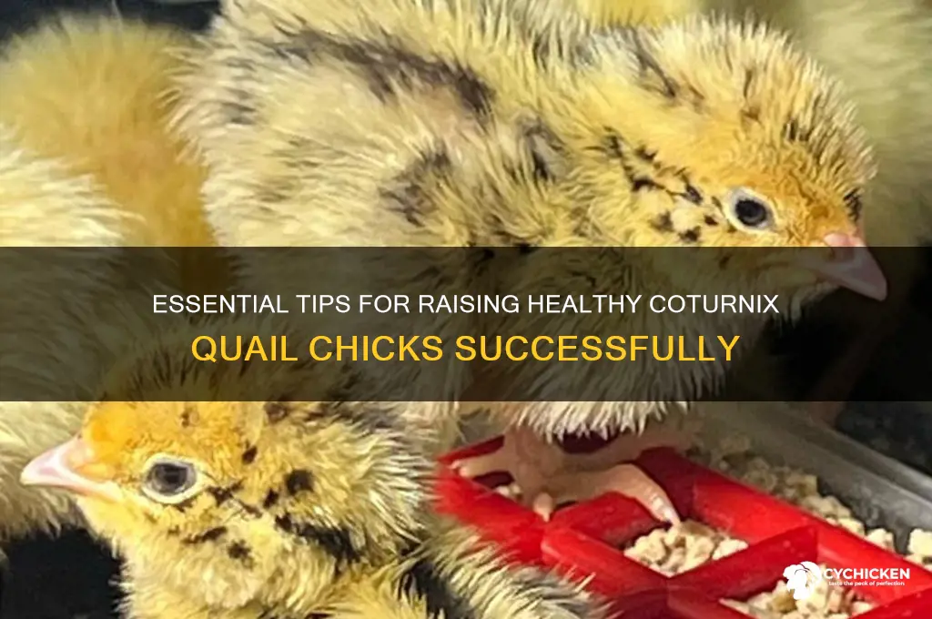 how to care for coturnix quail chicks