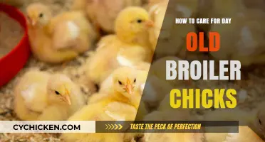 Caring for Day-Old Broiler Chicks: A Quick Guide