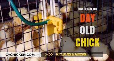 Essential Tips for Raising Healthy Day-Old Chicks Successfully
