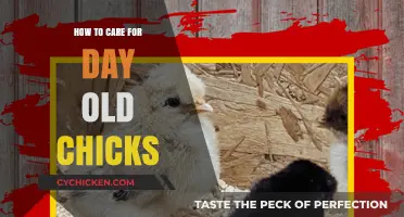 Essential Tips for Raising and Caring for Day-Old Chicks