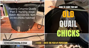 Caring for Day-Old Quail Chicks: A Quick Guide